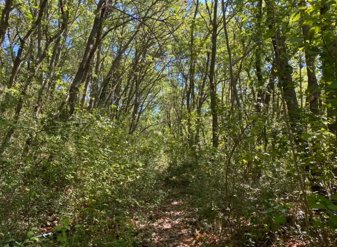 Au bord du monde - Éco-dômes dans un bois de chênes (Saint-Privat, Hérault) - photo 9 sur 22