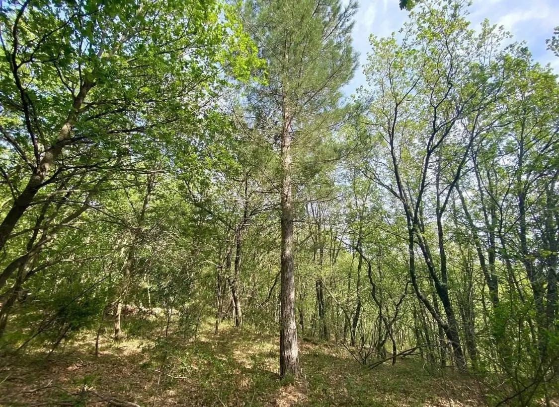Au bord du monde - Éco-dômes dans un bois de chênes (Saint-Privat, Hérault) - photo 11 sur 22