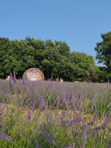 La Bulle du Lavandin : Dôme en Provence-Alpes-Côte d'Azur – photo 7 sur 16