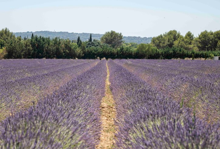 La Bulle du Lavandin : Dôme en Provence-Alpes-Côte d'Azur – photo 13 sur 16