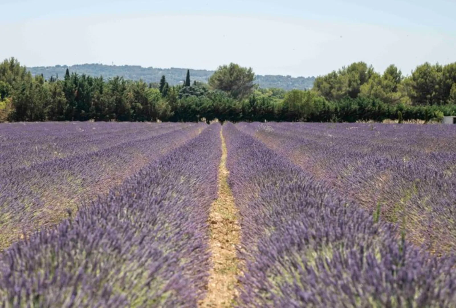 La Bulle du Lavandin : Dôme en Provence-Alpes-Côte d'Azur - photo 13 sur 16