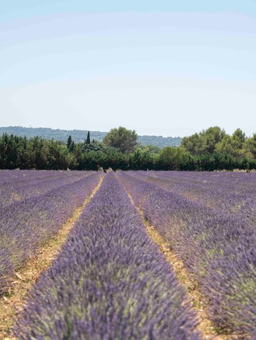 La Bulle du Lavandin : Dôme en Provence-Alpes-Côte d'Azur – photo 14 sur 16