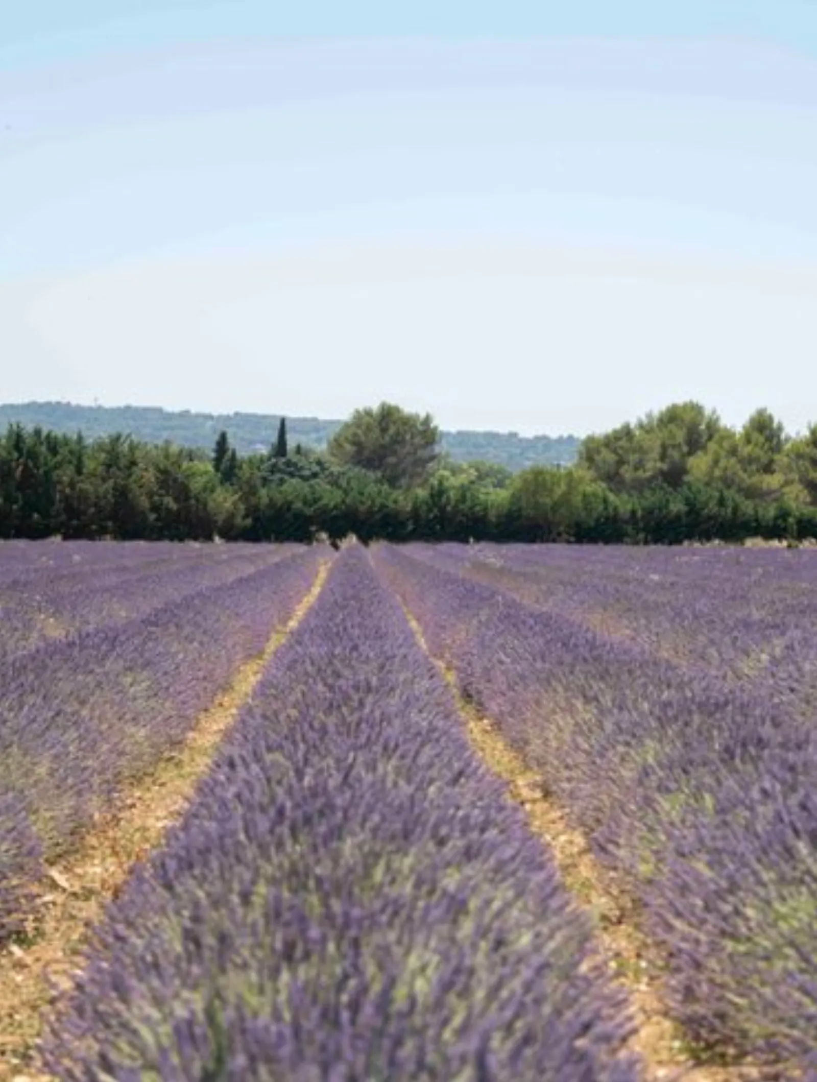 La Bulle du Lavandin : Dôme en Provence-Alpes-Côte d'Azur - photo 14 sur 16