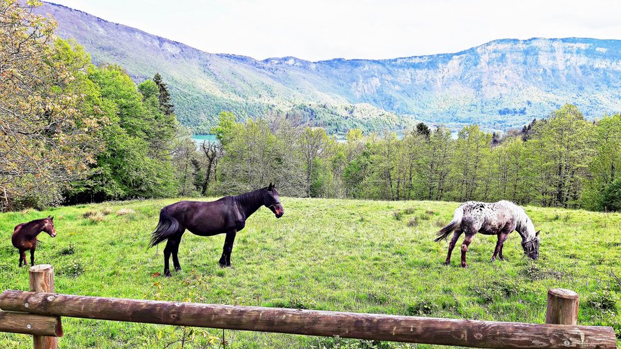 Bulle Texas – Luxe & SPA – Vue Lac Aiguebelette – photo 46 sur 195