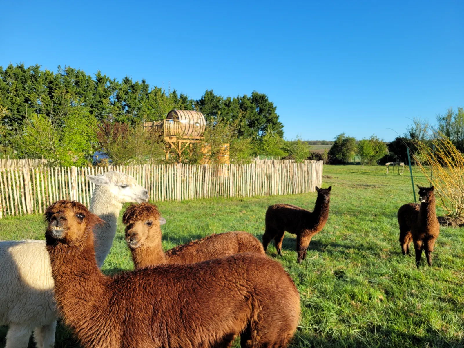Buller D'tente - photo 8 sur 40