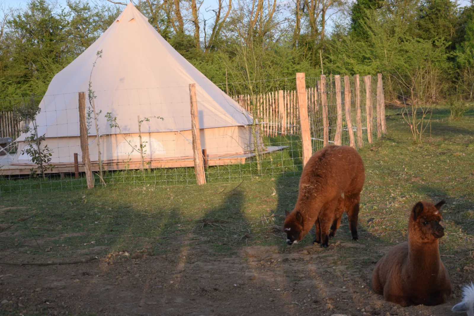 Buller D'tente - photo 12 sur 40