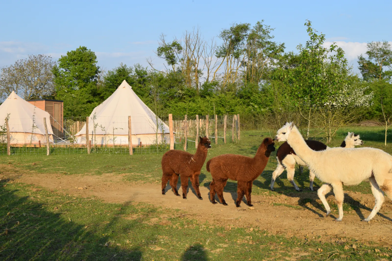 Buller D'tente - photo 26 sur 40