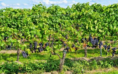 Les Bulles de Champagne & Spa – photo 51 sur 53