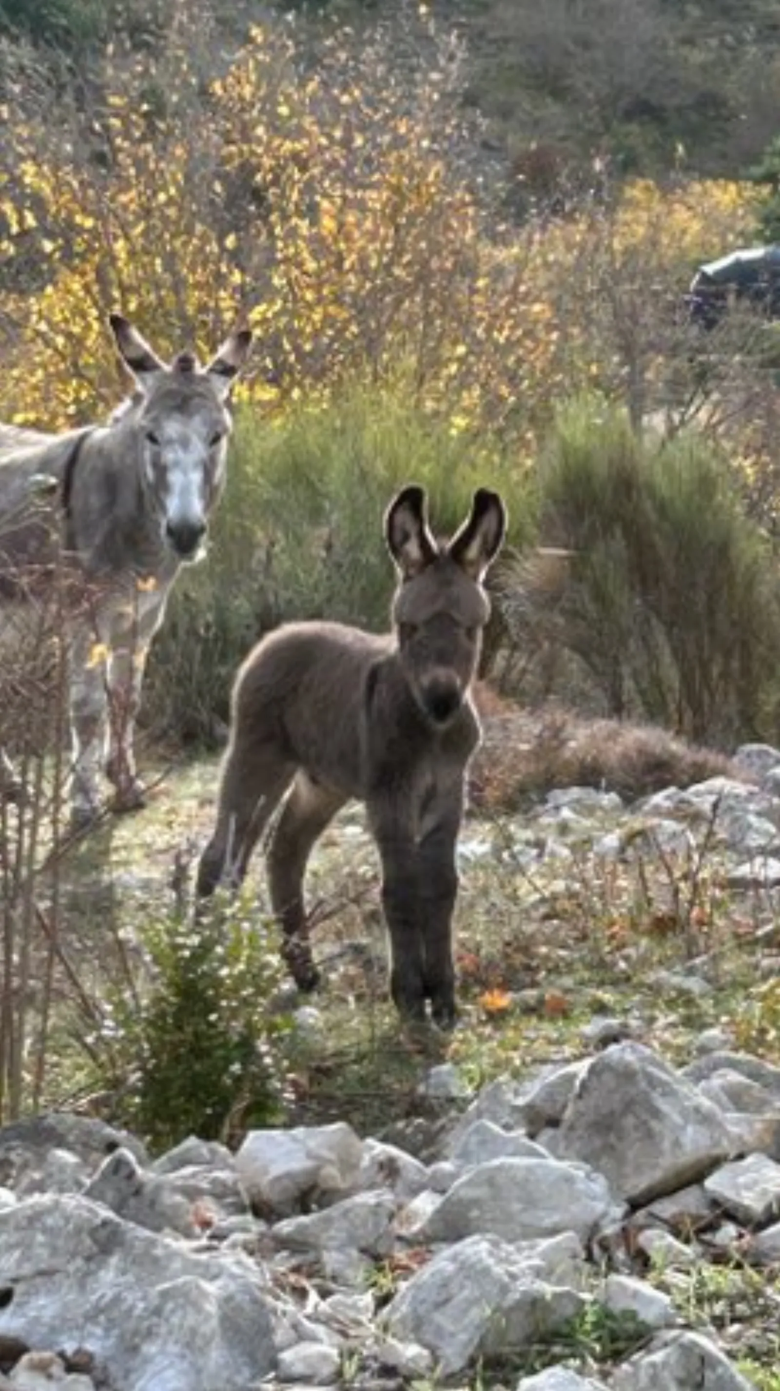 Le Dôme étoilé & Spa : Dôme en Provence-Alpes-Côte d'Azur - photo 12 sur 16