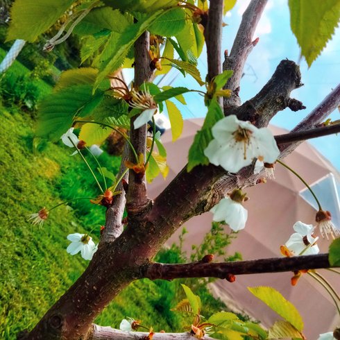 dôme insolite Seine-Maritime – photo 5