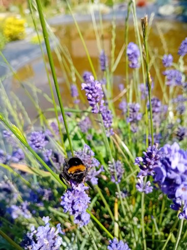 Lin pour l'autre & Spa : Dôme en Haute-Normandie (Normandie) – photo 13 sur 17