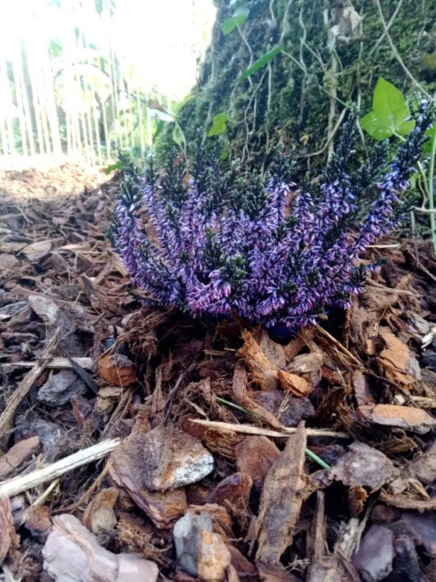 Dodôme étoilé - Dôme étoilé dans un parc du Médoc (Saint-Germain-d'Esteuil, Gironde) - photo 14 sur 14