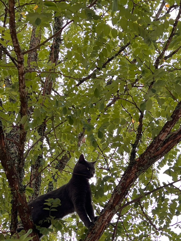 Domaine de Mombret Haut – photo 11 sur 13