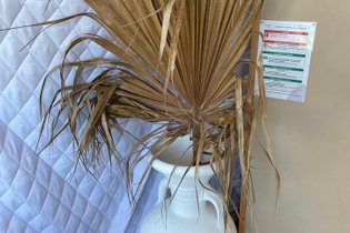 Sollievu : Dôme en Corse – photo 18 sur 21