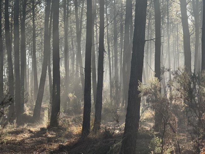 Dôme d'Amagui au cœur de la forêt Landaise : Dôme en Aquitaine (Nouvelle Aquitaine) – photo 16 sur 17