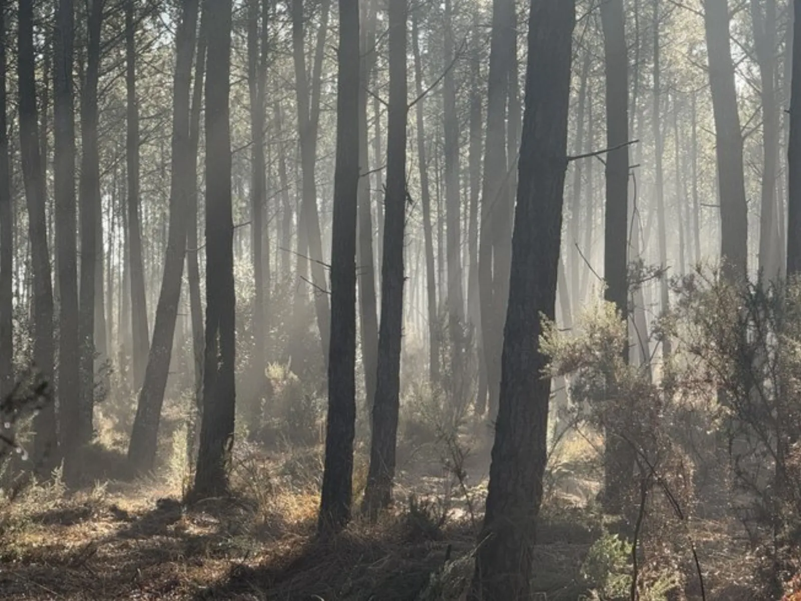 Dôme d'Amagui au cœur de la forêt Landaise : Dôme en Aquitaine (Nouvelle Aquitaine) - photo 16 sur 17