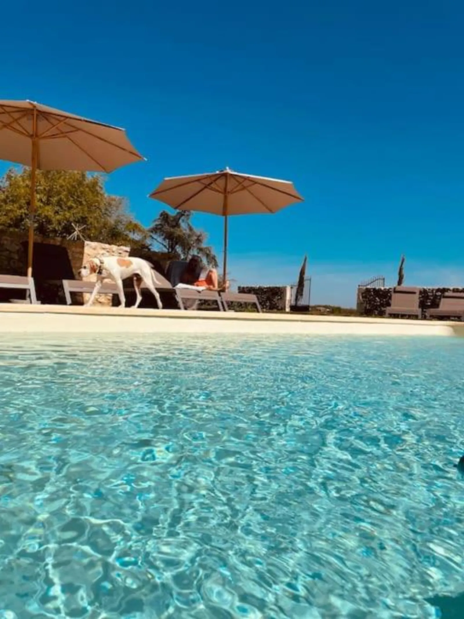 Dôme insolite Cèdre jacuzzi et petits déjeuners inclus - photo 11 sur 42