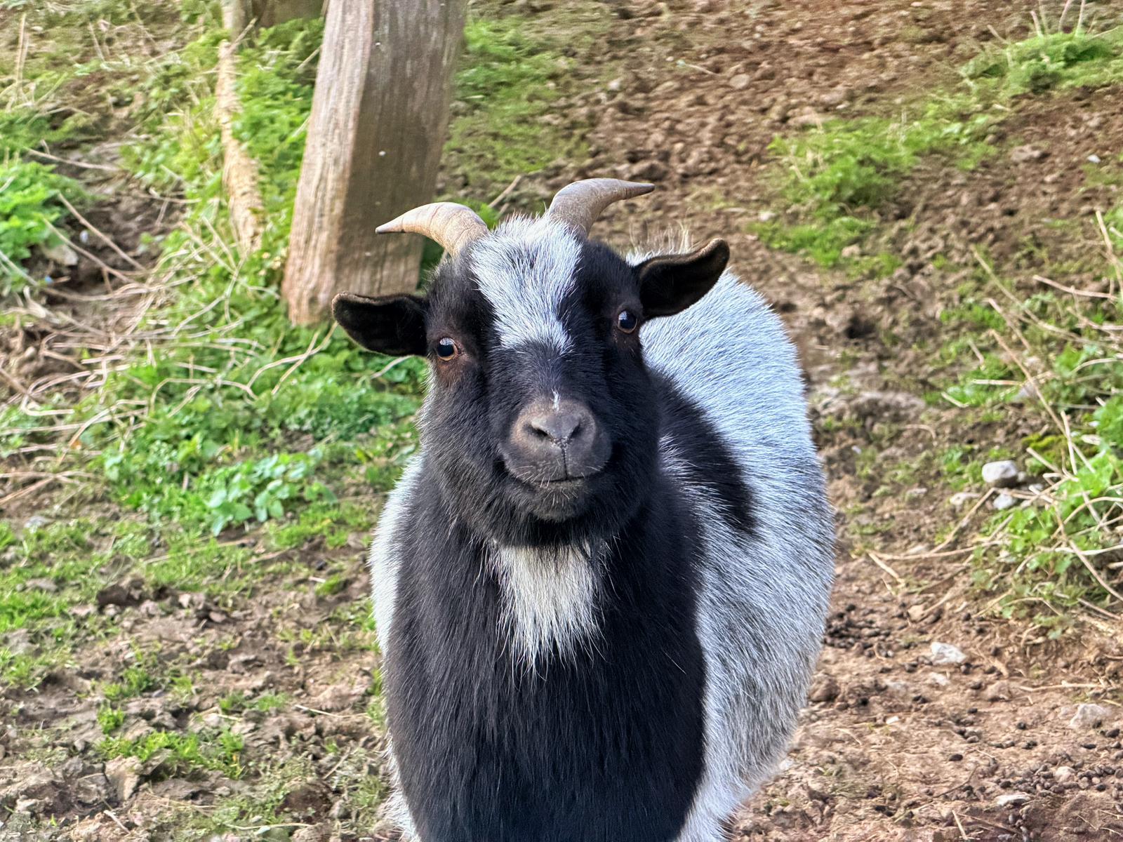 Dôme Insolite * Jacuzzi * Cocooning * Vidéoprojecteur – photo 15 sur 26