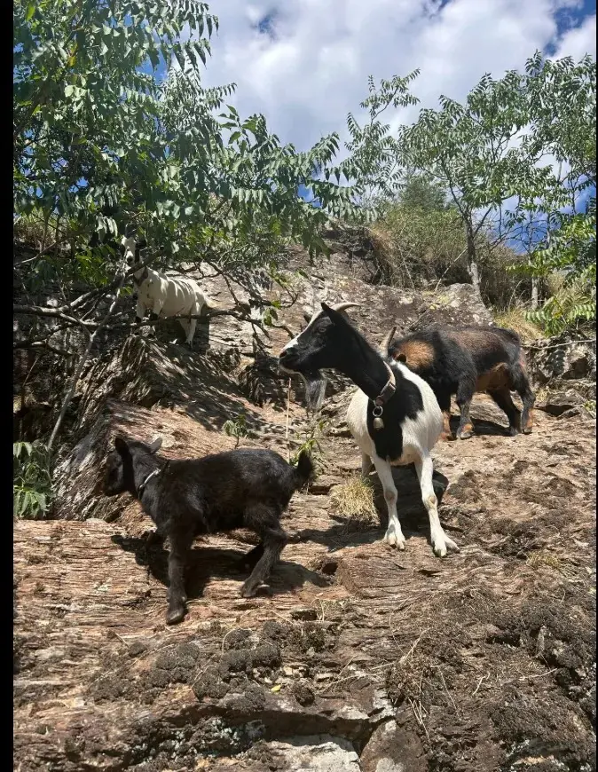 Dôme sous les étoiles - Dôme transparent dans les Cévennes (Vialas, Lozère) - photo 19 sur 33
