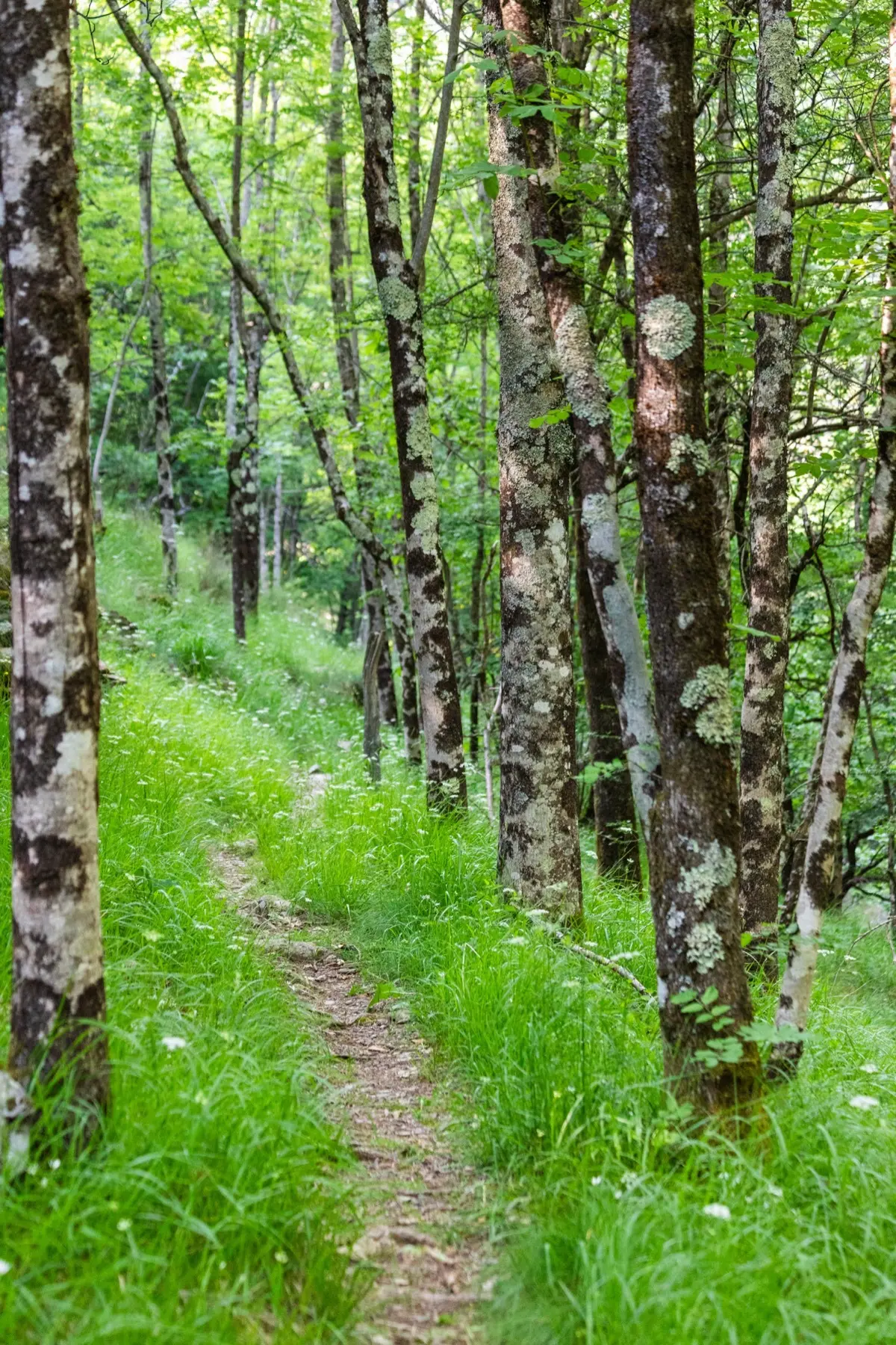 Dôme sous les étoiles - Dôme transparent dans les Cévennes (Vialas, Lozère) - photo 30 sur 33