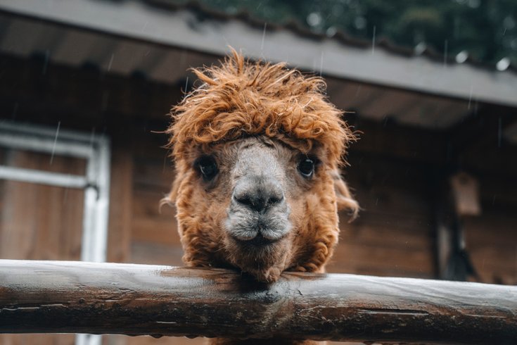 Dôme au milieu des Alpagas : Dôme en Lorraine (Grand Est) – photo 20 sur 45