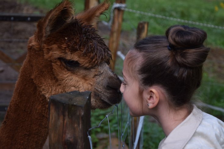 Dôme au milieu des Alpagas : Dôme en Lorraine (Grand Est) – photo 22 sur 45