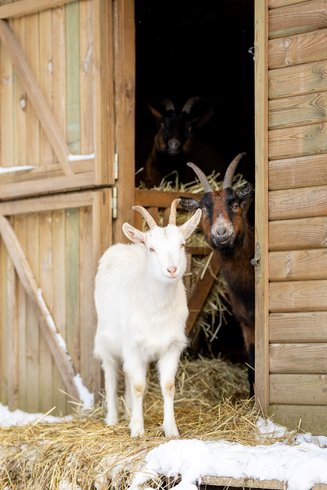 Dôme au milieu des Alpagas : Dôme en Lorraine (Grand Est) – photo 25 sur 45