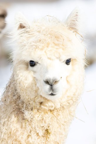 Dôme au milieu des Alpagas : Dôme en Lorraine (Grand Est) – photo 26 sur 45