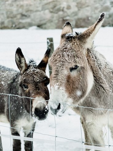 Dôme au milieu des Alpagas : Dôme en Lorraine (Grand Est) – photo 27 sur 45
