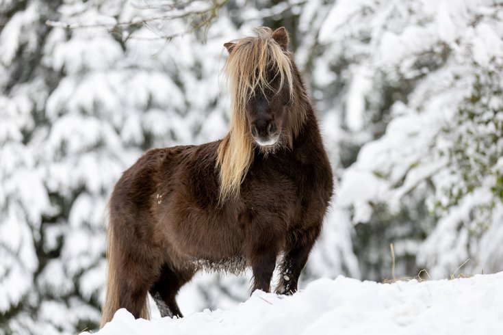 Dôme au milieu des Alpagas : Dôme en Lorraine (Grand Est) – photo 28 sur 45