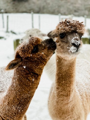 Dôme au milieu des Alpagas : Dôme en Lorraine (Grand Est) – photo 29 sur 45