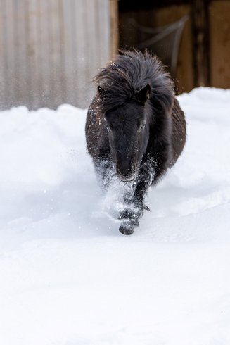 Dôme au milieu des Alpagas : Dôme en Lorraine (Grand Est) – photo 30 sur 45