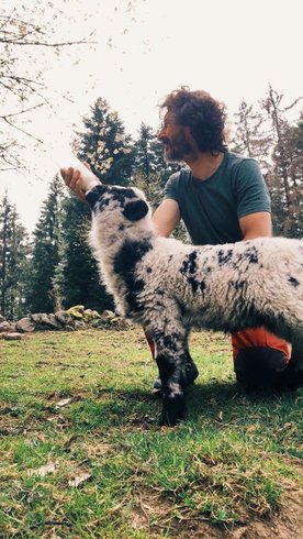 Dôme au milieu des Alpagas : Dôme en Lorraine (Grand Est) – photo 32 sur 45