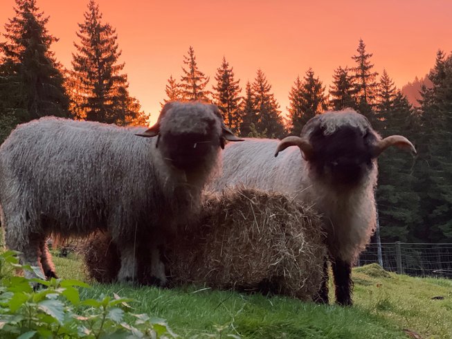 Dôme au milieu des Alpagas : Dôme en Lorraine (Grand Est) – photo 33 sur 45