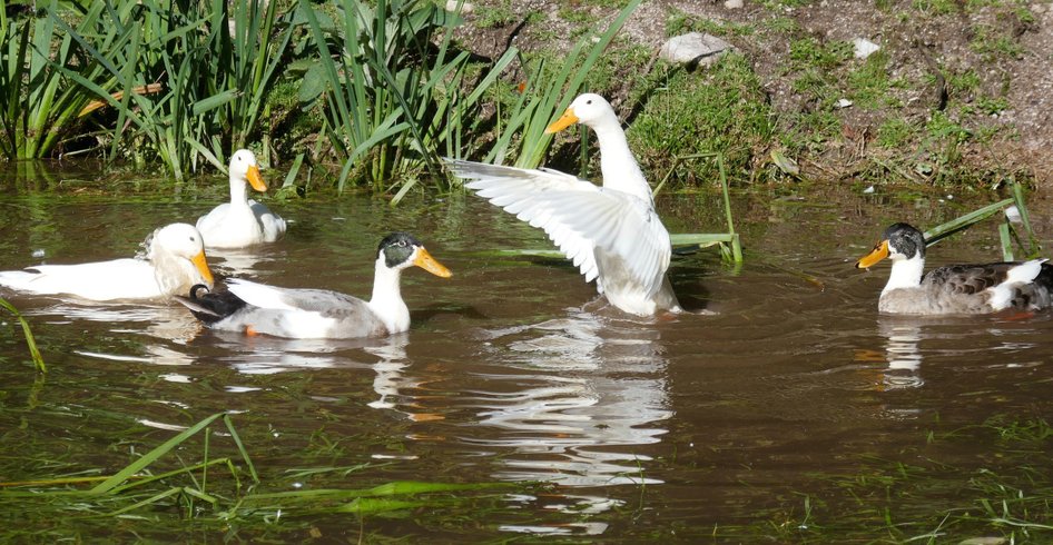 Dôme au milieu des Alpagas : Dôme en Lorraine (Grand Est) – photo 35 sur 45