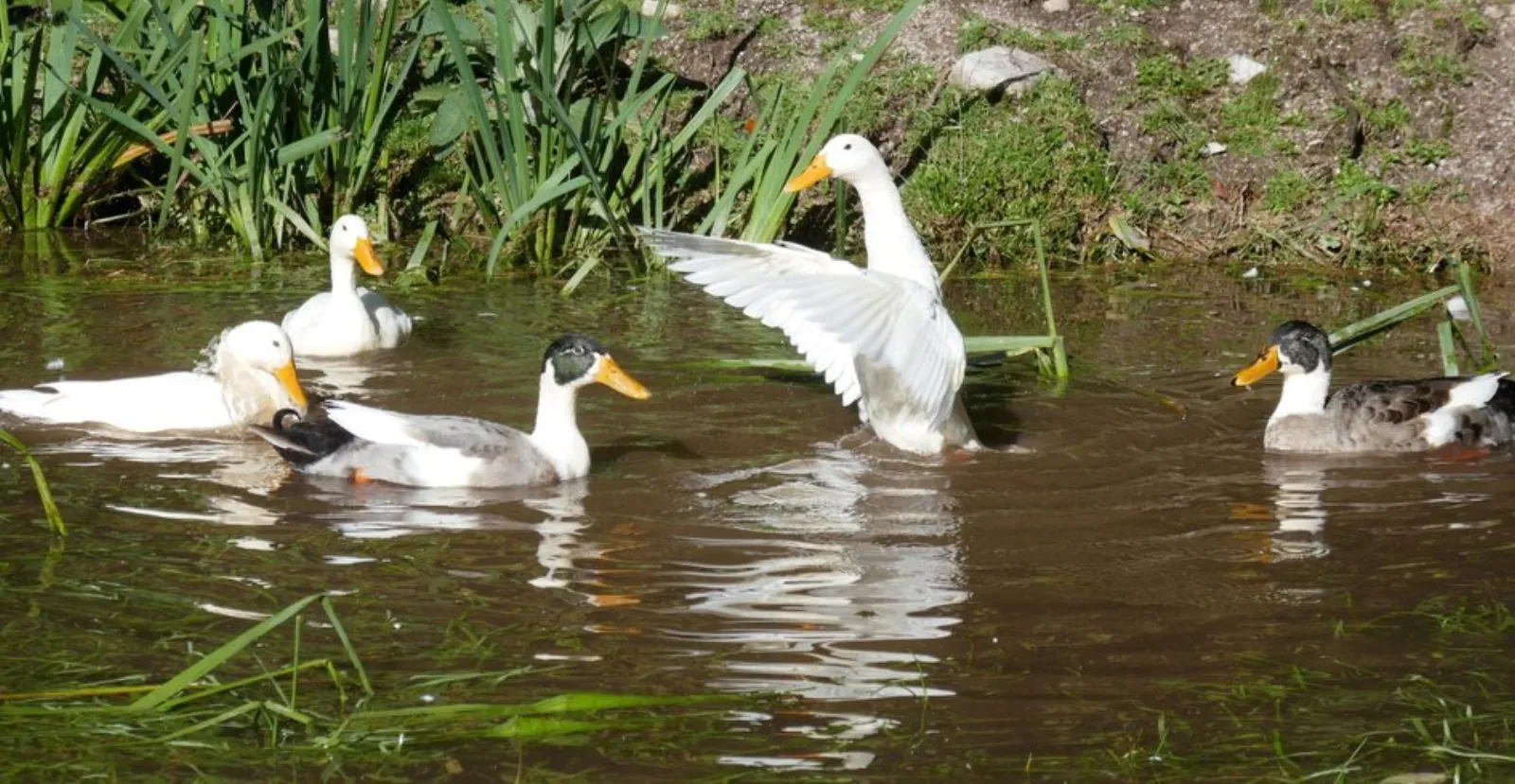 Dôme au milieu des Alpagas : Dôme en Lorraine (Grand Est) - photo 35 sur 45