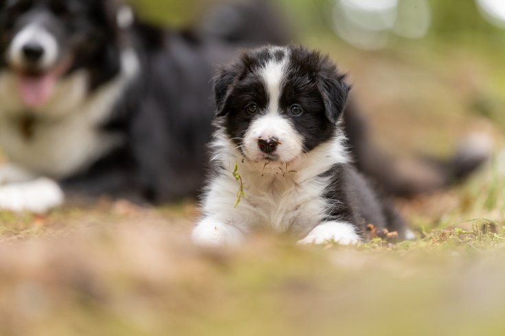 Dôme au milieu des Alpagas : Dôme en Lorraine (Grand Est) – photo 37 sur 45