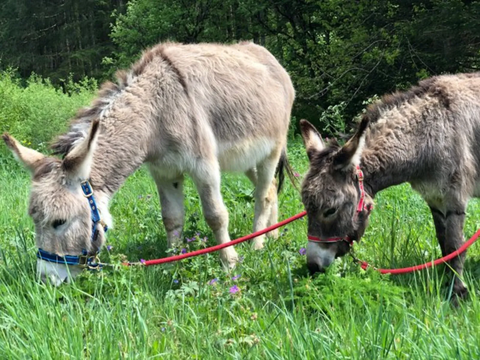 Dôme au milieu des Alpagas : Dôme en Lorraine (Grand Est) - photo 38 sur 45