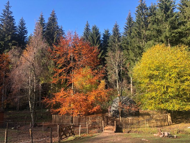 Dôme au milieu des Alpagas : Dôme en Lorraine (Grand Est) – photo 39 sur 45