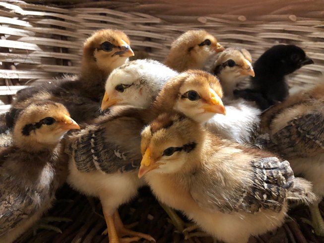 Dôme au milieu des Alpagas : Dôme en Lorraine (Grand Est) – photo 41 sur 45