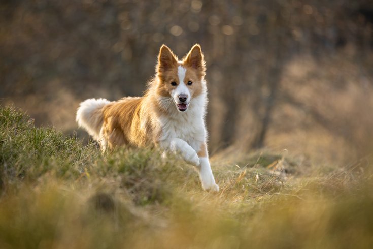 Dôme au milieu des Alpagas : Dôme en Lorraine (Grand Est) – photo 42 sur 45