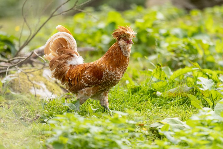 Dôme au milieu des Alpagas : Dôme en Lorraine (Grand Est) – photo 43 sur 45