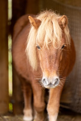 Dôme au milieu des Alpagas : Dôme en Lorraine (Grand Est) – photo 44 sur 45