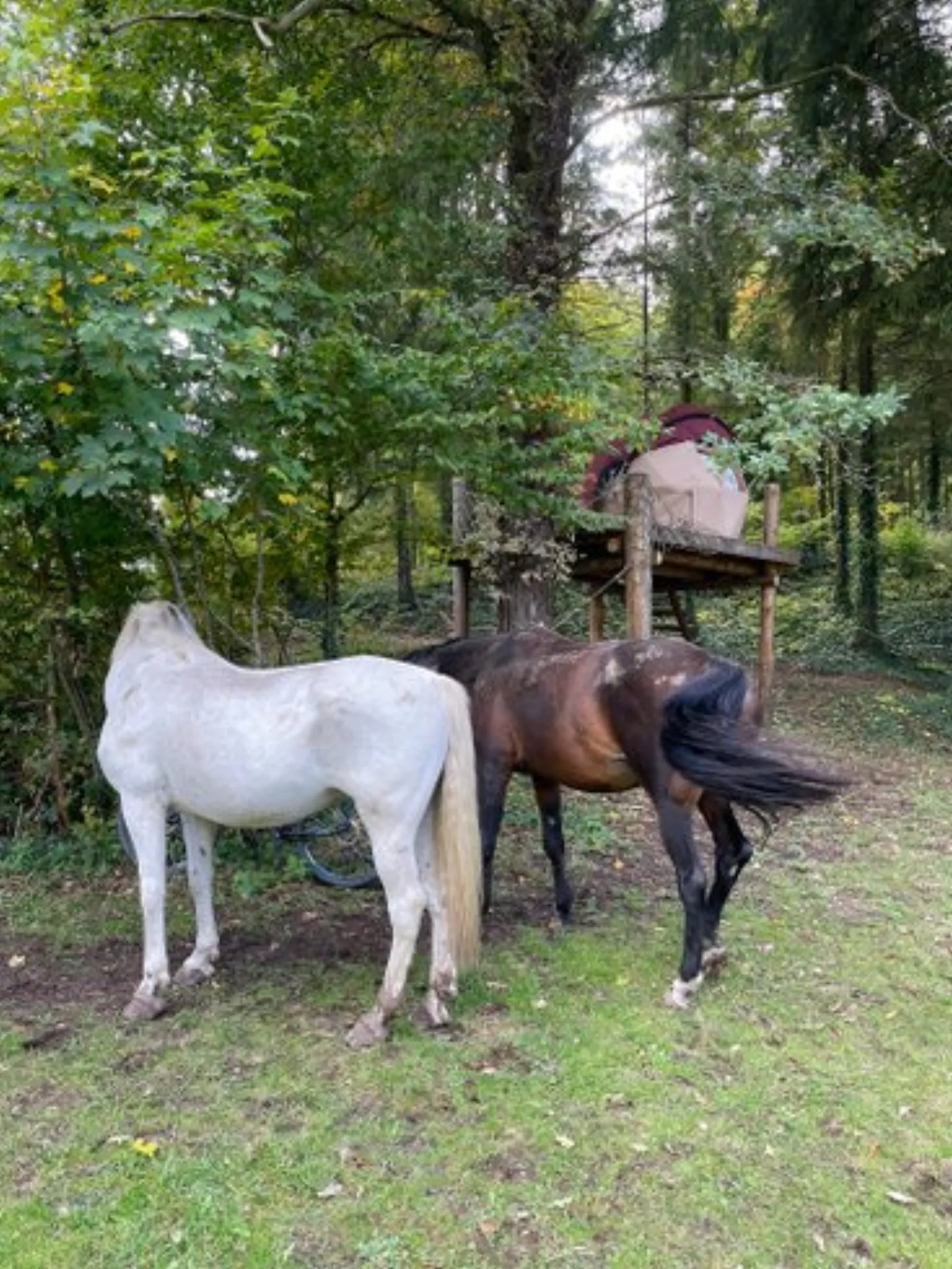 Petite Ourse : Dôme en Lorraine (Grand Est) - photo 7 sur 15