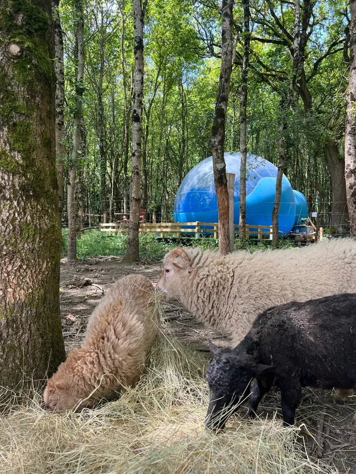 Fun en bulle - Bulle dans une ferme pédagogique (Saint-Christophe-du-Ligneron, Vendée) - photo 12 sur 21