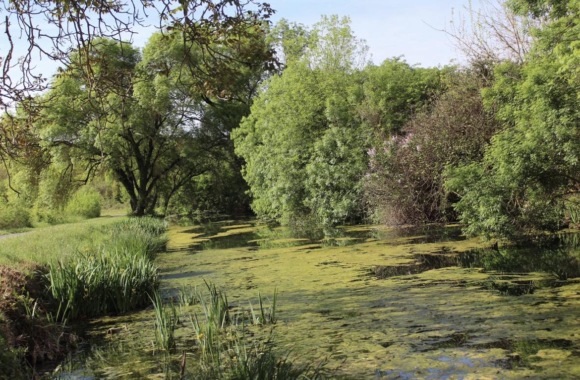La bulle canopée – cadre naturel Gard