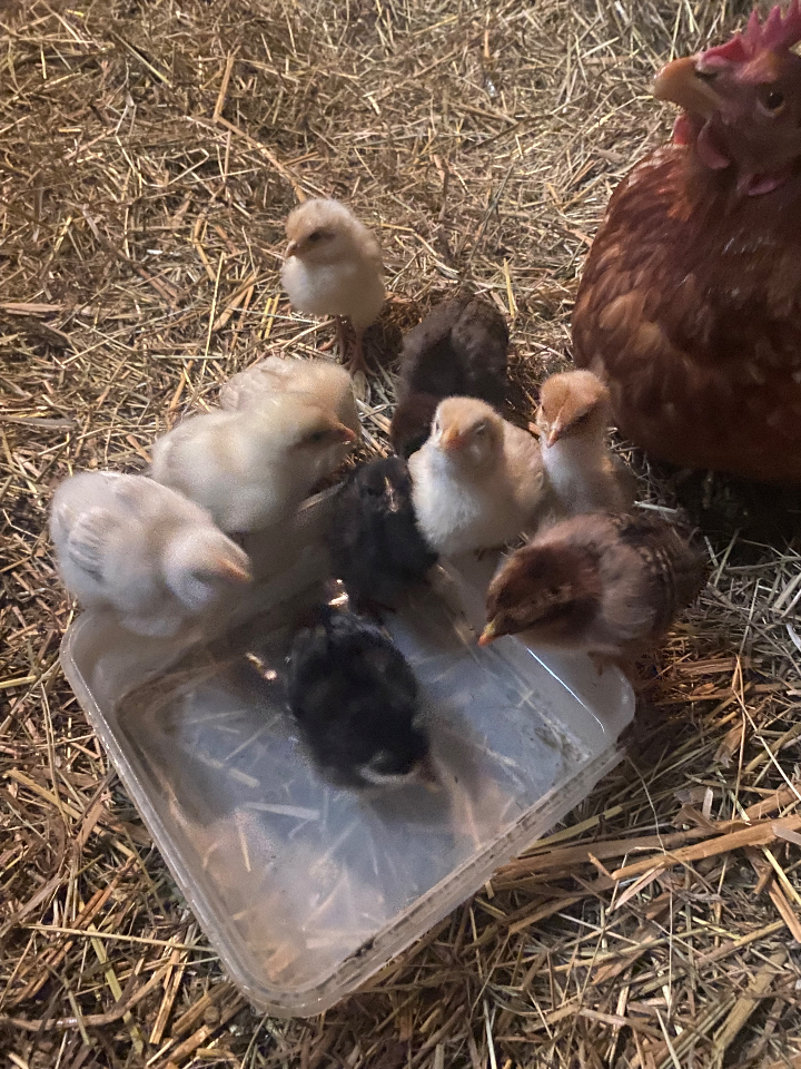 bulle insolite Morbihan – photo 5