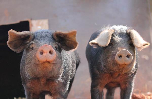 La Ferme des Baillards – photo 8 sur 9