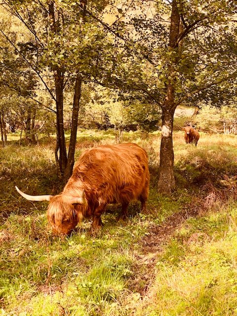 bulle insolite Moselle – photo 5