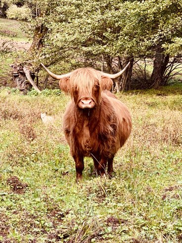 dôme insolite Moselle – photo 5